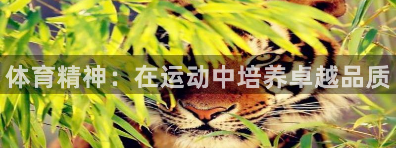 体育精神：在运动中培养卓越品质